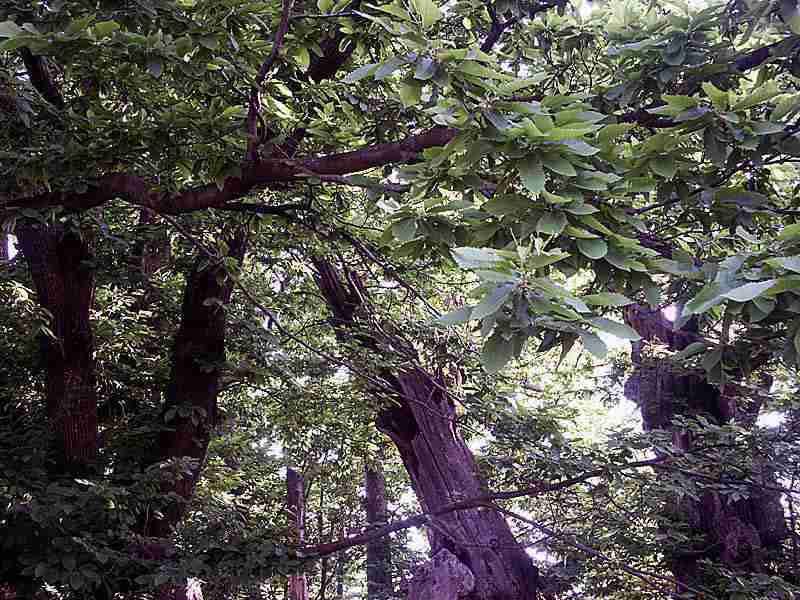  Image name: 12-castagno.jpg 
 width: 800 pixel 
 height: 600 pixel 
 Size: 69210 bytes 
 Click to enlarge 